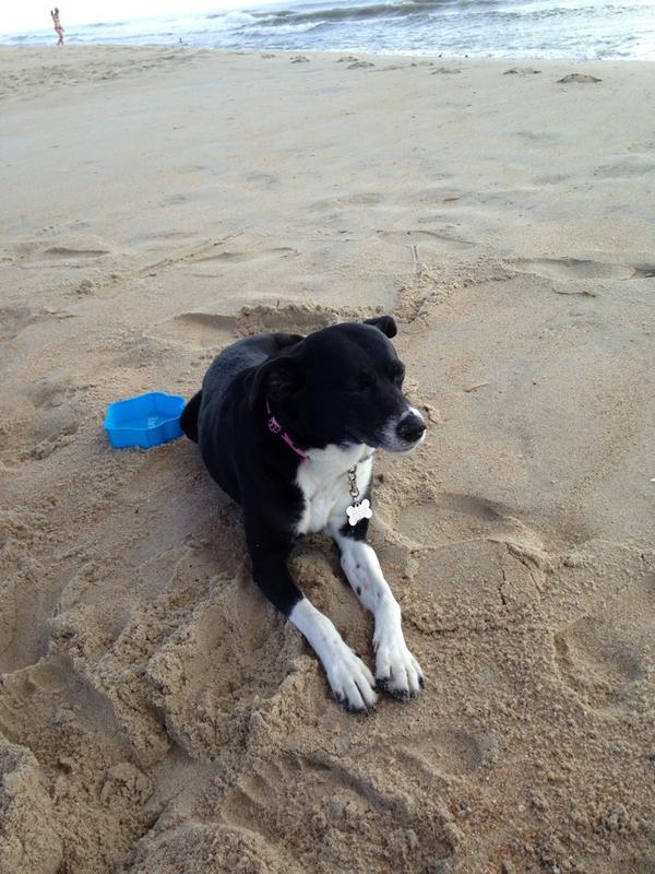 AnnieBBarks's tweet photo. @olive_blacklab @Mollie_the_Lab Yoo ladies up late! #sandydogs http://t.co/ahgLJNeDu4
