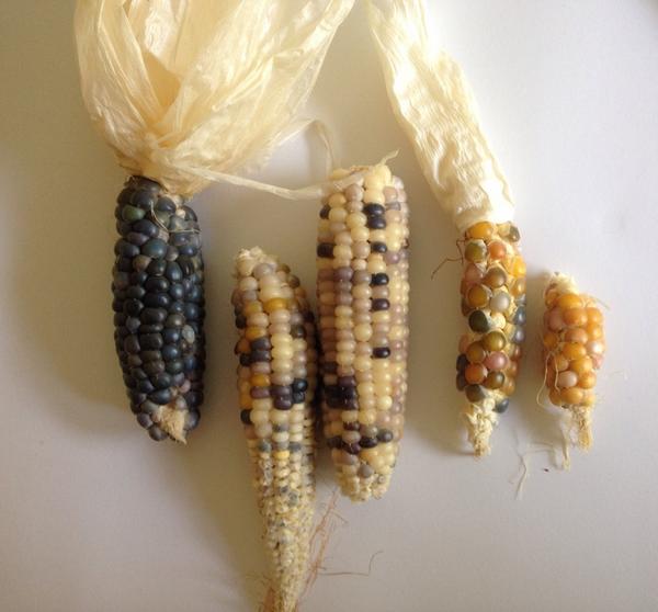klsywd's tweet photo. Mixed results from my rainbow corn growing experiment #geneticsiscool #nofilter http://t.co/qBVdZs0FXn