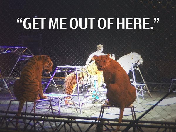 peta's tweet photo. "Lots of people TALK to animals. Not very many LISTEN, though. That's the problem." - B. Hoffman #BoycottTheCircus http://t.co/dP296vrsaS