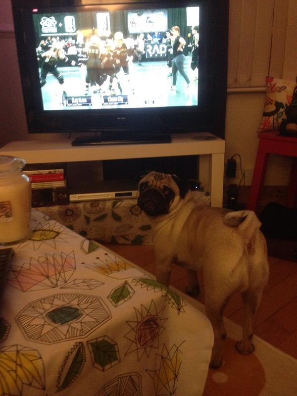 littlehide's tweet image. #talk2wftda #dogsofwftda