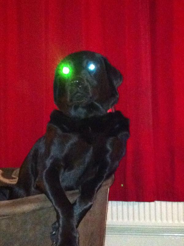 Our spook dog, frank..!!!