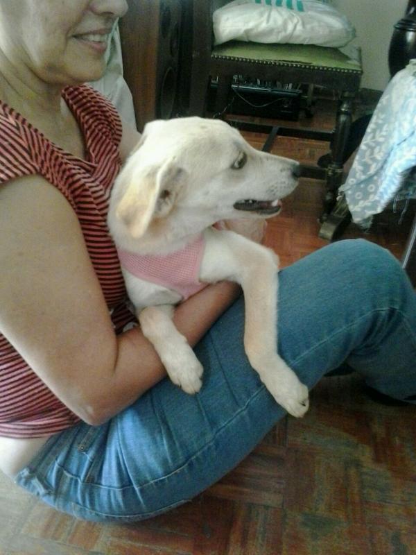 SalvandoPatitas's tweet photo. Serene, hermosa perrita, busca hogar. Tiene 4 meses y 1/2 (Contacto 04142575569) http://t.co/NJCpKXoaKl
