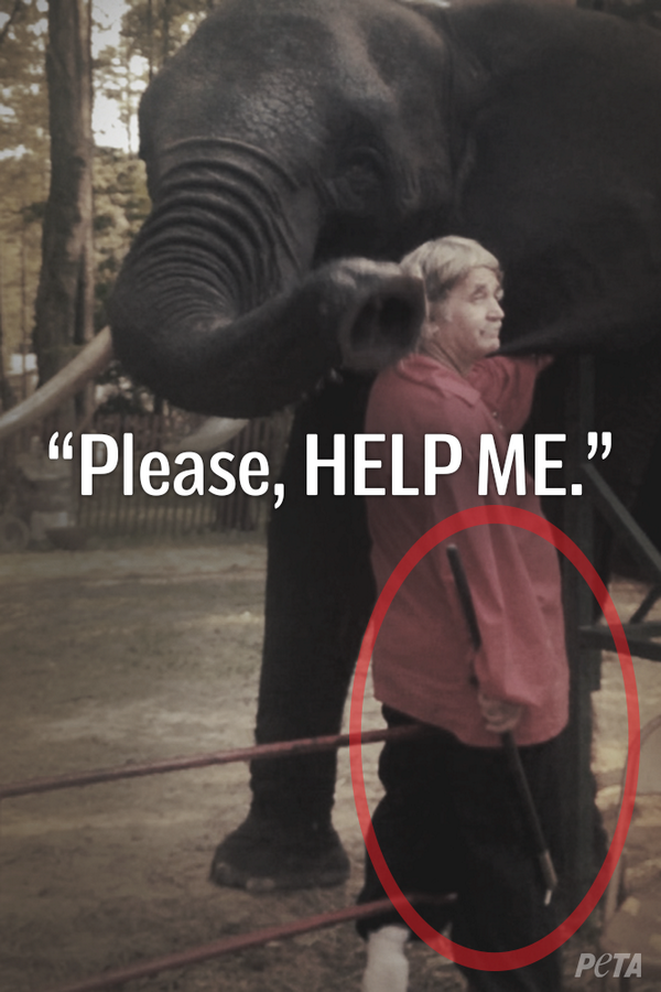 peta's tweet photo. 2 DAYS LEFT until PETA meets w/ USDA about Nosey!
 
DON'T LET HER DIE.
 
PLEASE RT &amp; SIGN NOW: http://t.co/tARxXI7rDv http://t.co/s72u5Pv9Kb