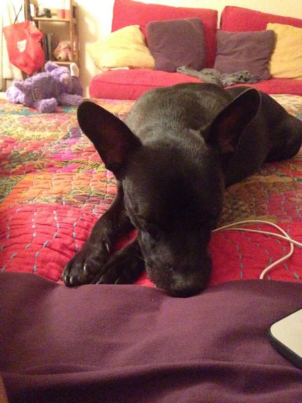 littleloca66's tweet image. For Miss Moxxie - it's Axl! ❤️little loca #talk2wftda #dogsofwftda