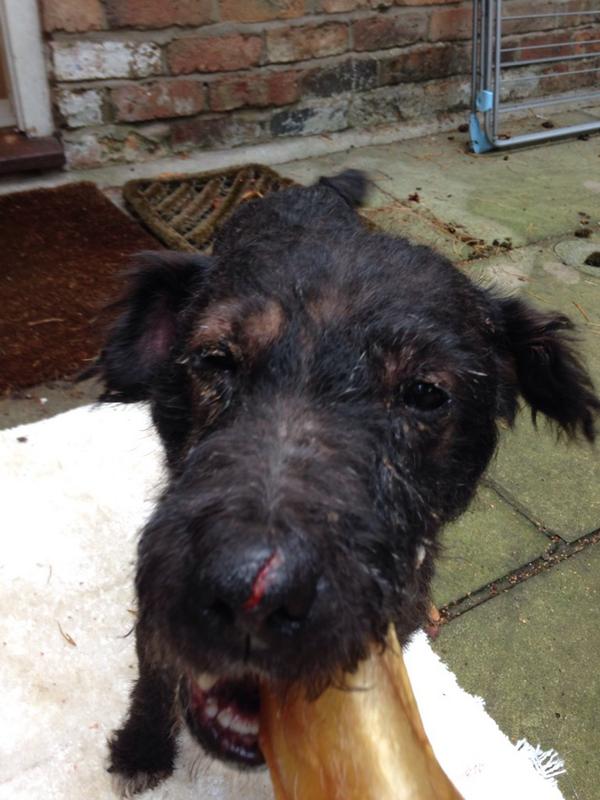 Let's find this poor dog a home tonight!!! Found today abandoned, trembling but a nice natured dog! <a href="/DogsTrust/">Dogs Trust 💛🐶</a>