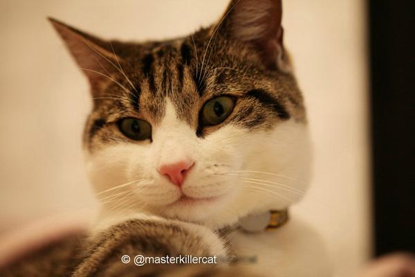 masterkillercat's tweet image. Good night my #friends. Happy fluffy #catboxsunday to all &amp;gt; #love &amp;amp; #hugs &amp;gt; #cats #catlover