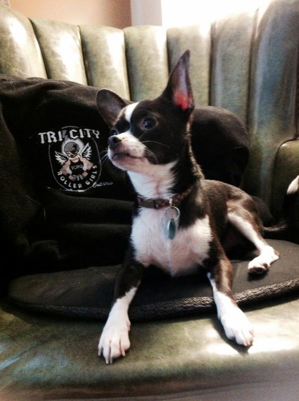 LightningSlim1's tweet image. Kipper is proud of Thunder. #Talk2wftda #DogsOfWFTDA #WFTDAplayoffs