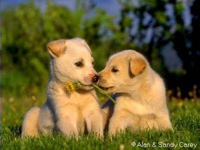 Pegasus da PaulaF7® tweet media