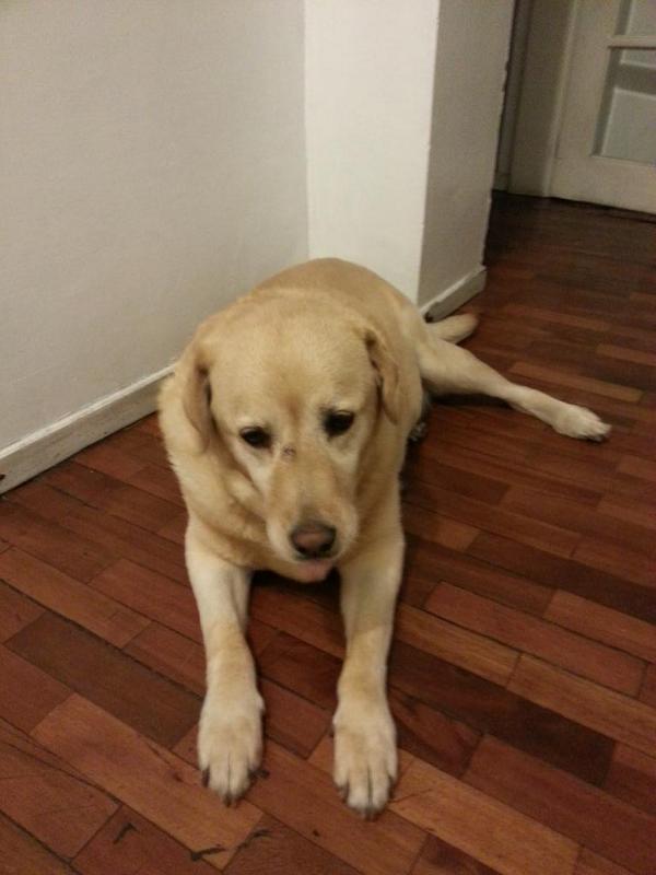 Isabel2385's tweet photo. por favor ayudenme a encontar a sus dueños, encontramos a esta hermosa perrita ladrador por el canal 4.. es muy docil http://t.co/zDkp4tRHHo