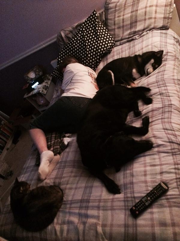 KodyElke's tweet photo. @lauraelke Were you planning on sleeping in your bed? #mine #notgoingtomove #shibainu #dog #cuddle http://t.co/SIRgQHRiDQ