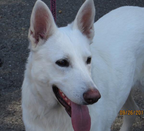 Elga is about 3-4 yrs old, an all white GSD. She's available for adoption #whiteGSD, #GSGSR, #germanshepherd.