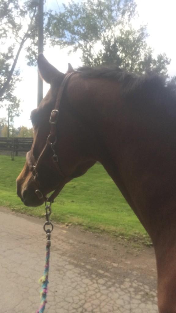 Steph (@stephkall) on Twitter photo Had such a good lesson this afternoon with Tigger! Thanks Laura for coming to <a href="/SRC1943/">Southlands Riding Cl</a> to teach me! Had such a good lesson this afternoon with Tigger! Thanks Laura for coming to <a href="/SRC1943/">Southlands Riding Cl</a> to teach me!
