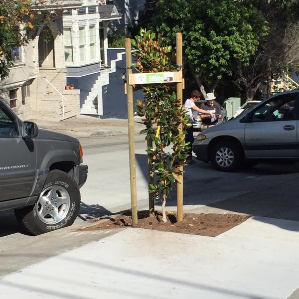 cvorkink's tweet photo. made San Francisco a little bit greener today with @SFUrbanForester #TechPlantsSF http://t.co/Xx2eakb41a