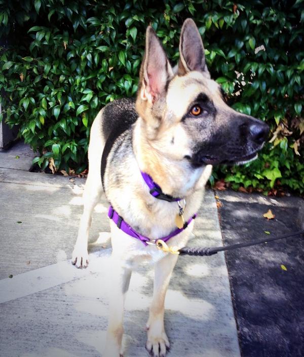 Dana is black and tan female GSD who is about 18-24 months old and is a European type of GSD.