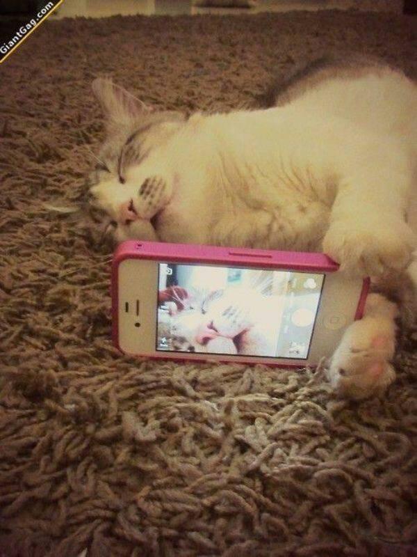 GirlShopRo's tweet photo. #early #cat #selfie ;) http://t.co/h2BTZFZwRD