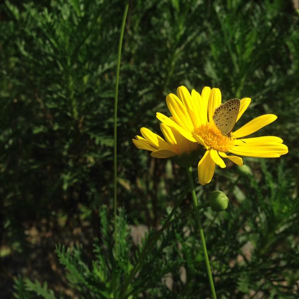ZenyProducts's tweet photo. #AutumninShanghai #glitteringflower #butterfly http://t.co/A9tjc1RvZd