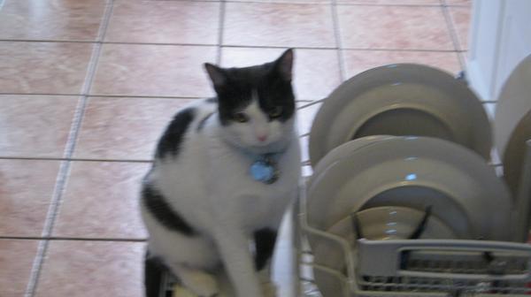 Louie is helping with the dishes.
