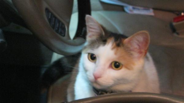 Candy is learning to drive.
