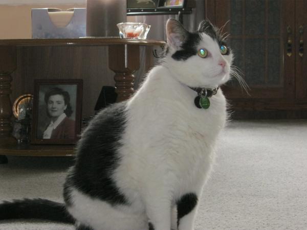 Cats In The House 4664 tweet media
