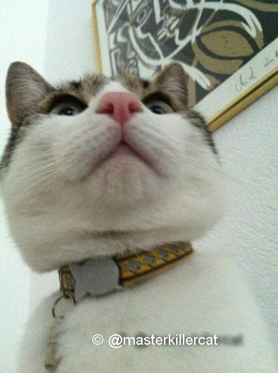 masterkillercat's tweet image. #cats my #sundayselfie : I'm ready...can you kiss my #pinknose now?