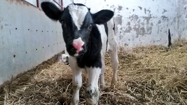 Winter is starting already <a href="/annegrovefarm/">Brian Rohan</a>