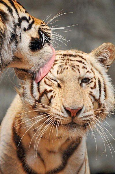 _Paisajes_'s tweet photo. Amor animal http://t.co/TUP16AIH11