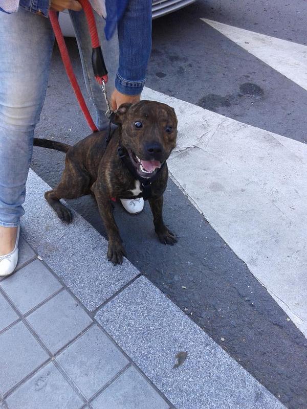 MigiPortu's tweet photo. A alguien le interesa un katxorro de Standford de 10 meses? Le han abandonado y necesita adopción urgente. RT mesedez http://t.co/a5H4MRZSJz