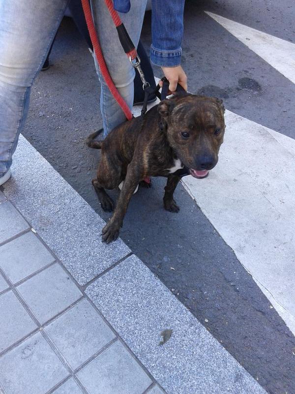 MigiPortu's tweet photo. A alguien le interesa un katxorro de Standford de 10 meses? Le han abandonado y necesita adopción urgente. RT mesedez http://t.co/a5H4MRZSJz