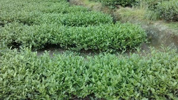 LindalinTea's tweet image. Our tea garden of tieguanyin tea!