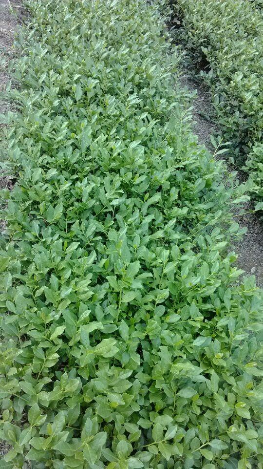 LindalinTea's tweet image. Our tea garden of tieguanyin tea!