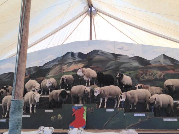 Laura_J_Thomas's tweet photo. Taking in the the welsh sheeptacular at #Llandovery Sheep festival #sheeptastic #BreconBeacons #visitwales http://t.co/qA3t3spZf1
