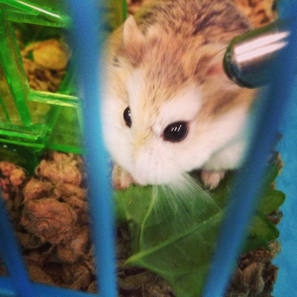 MC_Hamster's tweet photo. @SundayHamster not much. Just eating spinach! You? #hamstertweet http://t.co/gEKRjSXIhQ
