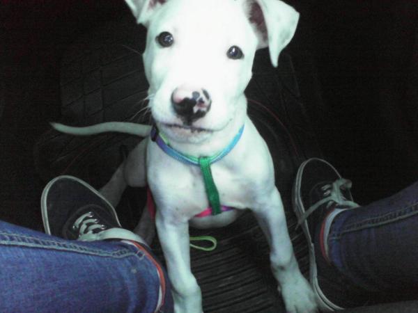 MariaAlbertos17's tweet photo. Miiii Akileeeees! @danijedula http://t.co/lrI8JJOagD