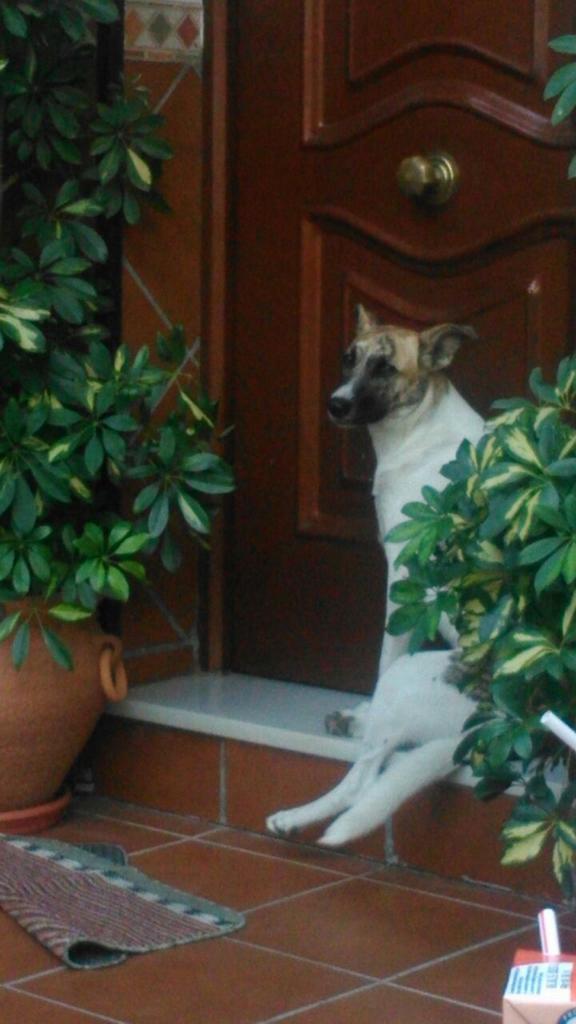 Joony5's tweet photo. PERRITA ABANDONADA, SE BUSCA DUEÑO.. RT http://t.co/7UvGRZdRSr