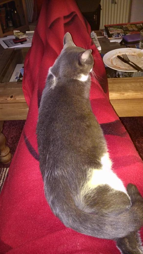 Thorle85's tweet image. Every evening I have very heavy legs... #cat