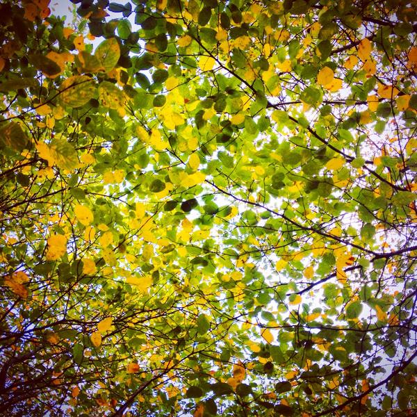 Nature's 2014 fall Pantone palette. #fall #colors #trees #leaves #chicago #pantone