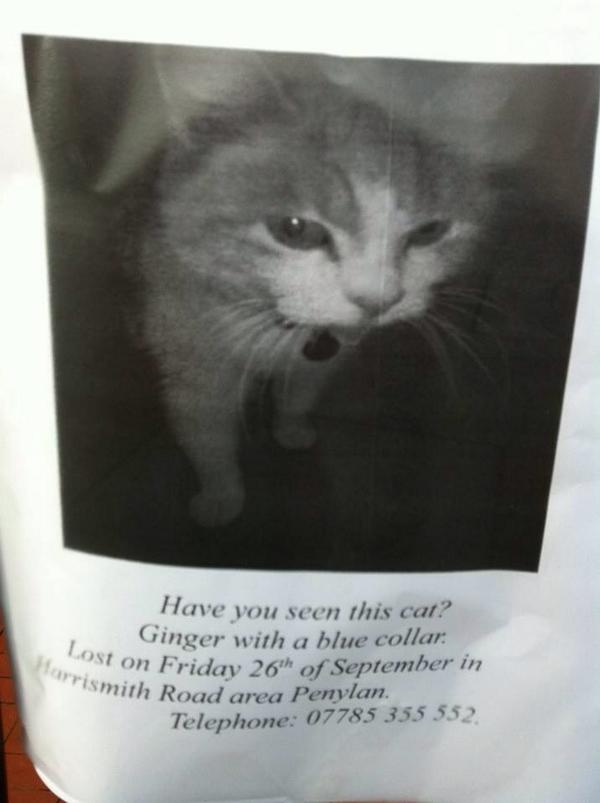 annelayzell's tweet photo. Calling #Roath #Penylan Marmalade the cat is missing! Please RT @PenylanPantry @roathcardiff @KLCanolog @IanLayzell1 http://t.co/nBdXnL4ubv