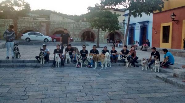 ClubHuskyOax's tweet photo. Una foto del día de ayer #siberianhuskyoaxaca #Oaxaca #twitteroax http://t.co/Msn5GX8t7G
