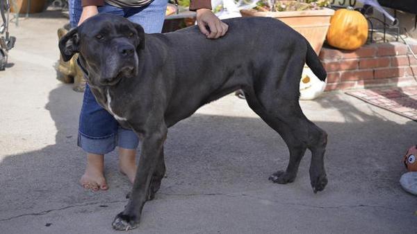 FundAPetMiracle's tweet photo. PLS RT - Phaedra - 7 yo Sicilian Mastiff who broke her leg &amp; requires surgery to repair
http://t.co/D4kgKYHkf7 http://t.co/HnyotuYiPs