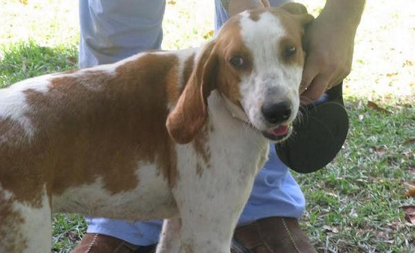 FundAPetMiracle's tweet photo. PLS RT - Monty, Dottie &amp; Hope - 3 dogs saved by rescue, all heartworm positive, req treatment
http://t.co/SDRAVQekpo http://t.co/DHgaCMIfed
