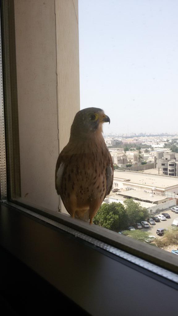 Khalid Shaabat tweet media
