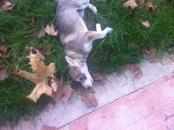 acogenos's tweet photo. Cachorra de 4 meses mix de husky por la zona de gargallo.Tiene collar dorado pero NO tiene chip.La conoces?DIFUSIÓN! http://t.co/N7Kg3zn5co