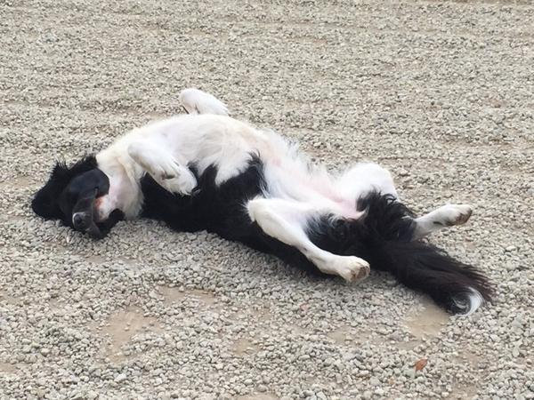 CotswoldLadyB's tweet photo. Oops - I think I may have broken one of my dogs.... #LongWalk http://t.co/I6cl8idf2C