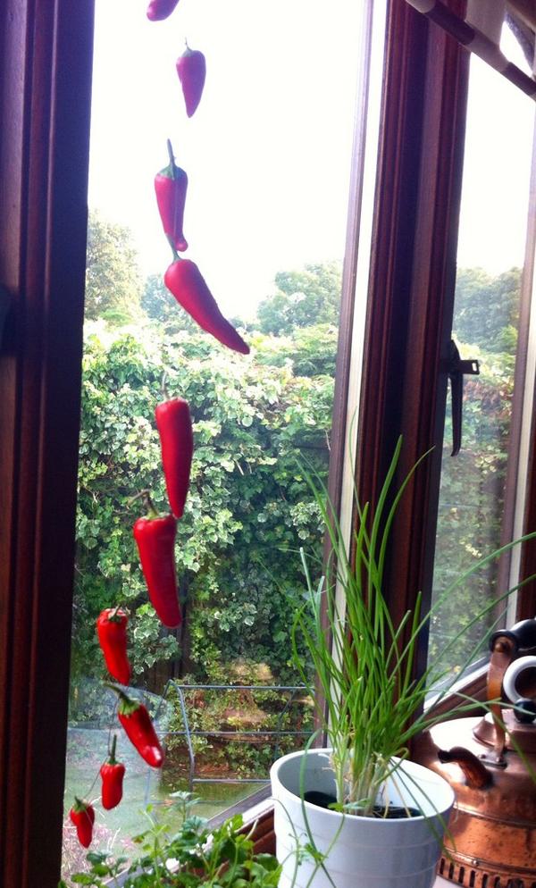 Wow ♥.. <a href="/strangdevon/">J Strang</a>: The chillis picked in the garden yesterday are now hanging to dry <a href="/Veg_Edible/">#GrowYourOwn ♥</a> #homegrown #devon