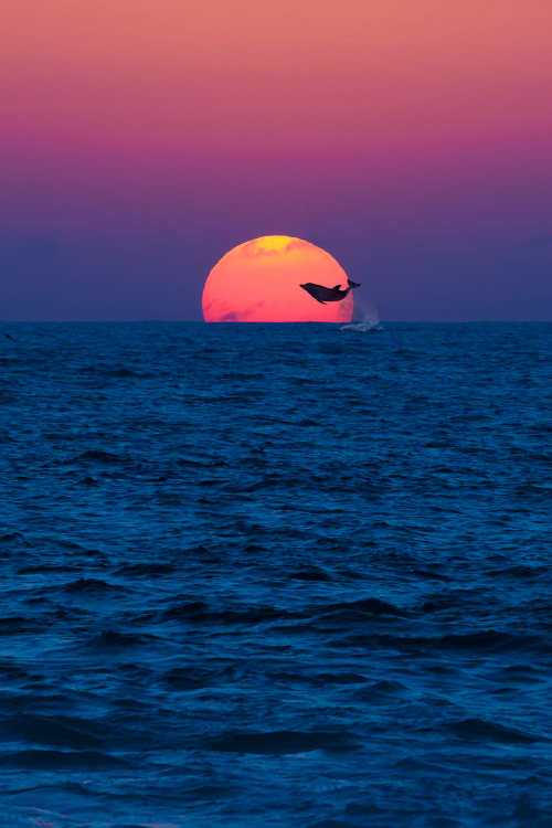 rybotics's tweet photo. Dolphin jumping into the sun. 
Photo by Sadri Payet http://t.co/WjJXp82Cca