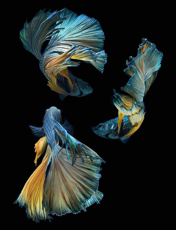 whodesignedit's tweet image. Stunning New Portraits of Siamese Fighting Fish by Visarute Angkatavanich! bit.ly/1voqUjg