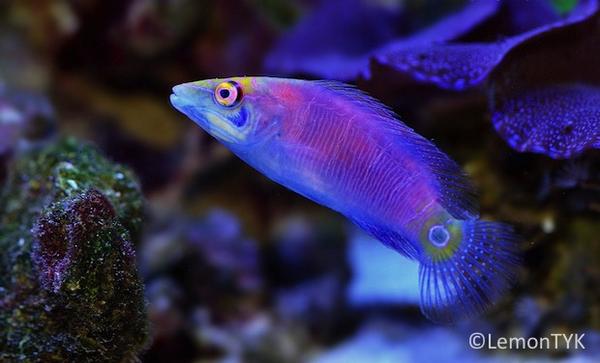 Oceantechgr's tweet photo. Το μυστηριώδες και εκπληκτικό Pseudocheilinus ocellatus
http://t.co/MKLBtYtgDI http://t.co/aL6y5ggxun
