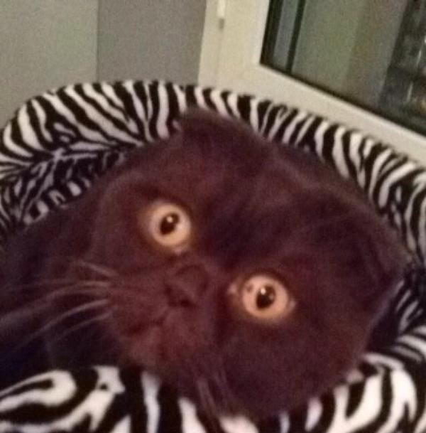 ChocoBeo's tweet image. Bon andrea me confisque mon iPhone mais voici une photo dmoi les chattes passer en DM ;)