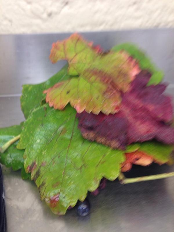 CJ Callen tweet media