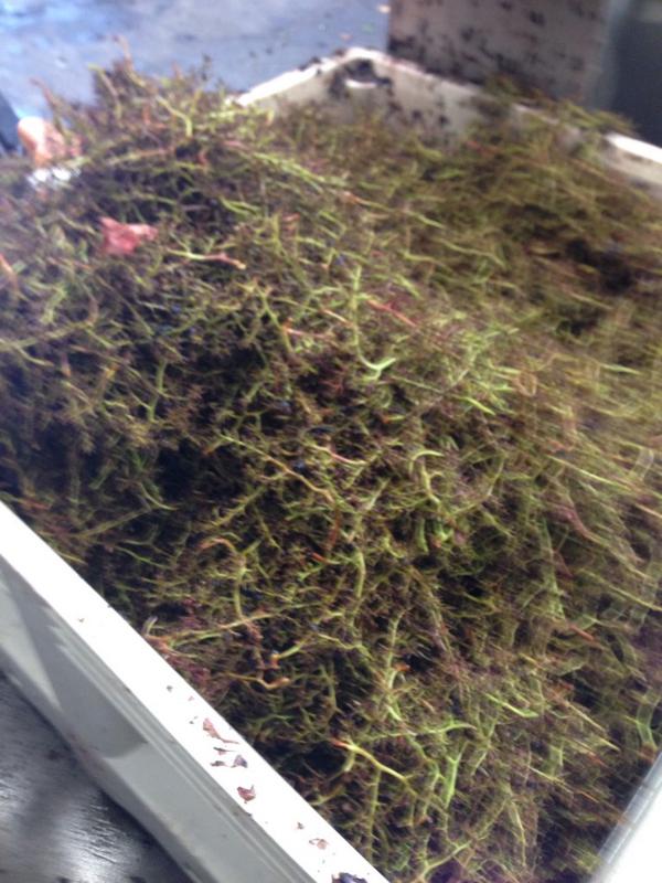 CJ Callen tweet media